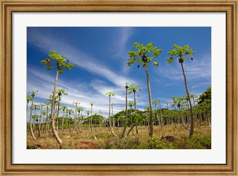Framed Pawpaw (papaya) plantation,  Fiji Print