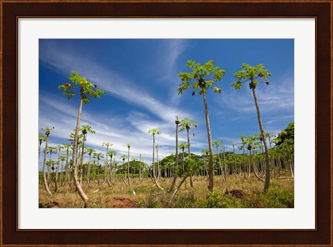 Framed Pawpaw (papaya) plantation,  Fiji Print