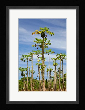 Framed Pawpaw (papaya) plantation, Lower Sigatoka Valley, Sigatoka, Coral Coast, Viti Levu, Fiji Print