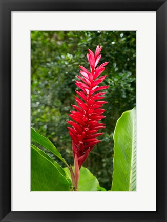 Framed Red Ginger Flower (Alpinia purpurata), Fiji Print