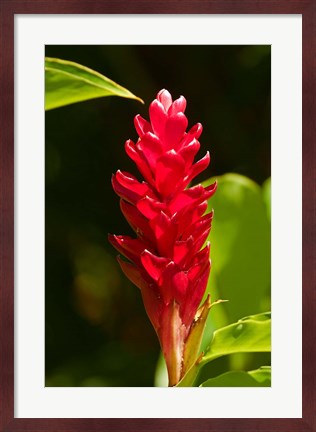 Framed Red Ginger Flower (Alpinia purpurata), Nadi, Viti Levu, Fiji Print