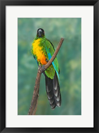 Framed Sulphur-breasted Musk Parrot, Tropical bird, Fiji Print