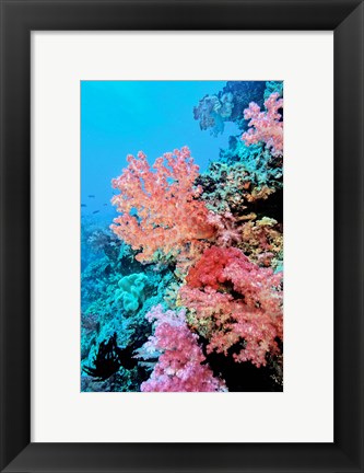 Framed Colorful Sea Fans and other Corals, Fiji, Oceania Print