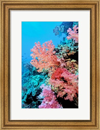 Framed Colorful Sea Fans and other Corals, Fiji, Oceania Print