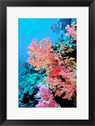 Framed Colorful Sea Fans and other Corals, Fiji, Oceania Print