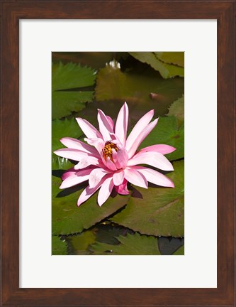 Framed Fiji, Viti Levu Island Water lily flower Print