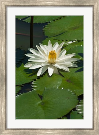 Framed Fiji, Water lily flower Print