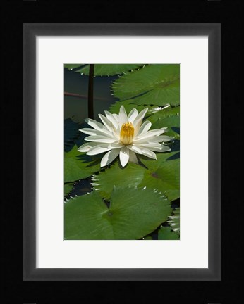 Framed Fiji, Water lily flower Print