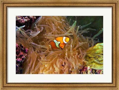 Framed Close up of a Clown Fish in an Anemone, Nadi, Fiji Print