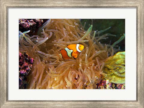 Framed Close up of a Clown Fish in an Anemone, Nadi, Fiji Print
