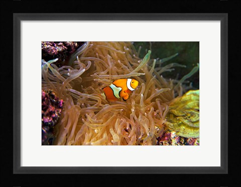 Framed Close up of a Clown Fish in an Anemone, Nadi, Fiji Print