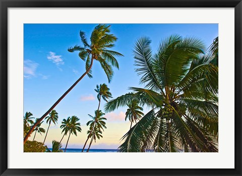 Framed Nanuku Levu, Fiji Islands palm trees with coconuts, Fiji, Oceania Print