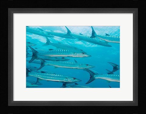 Framed Golden Dream Reef, Bligh Water Area, Fiji Islands Print