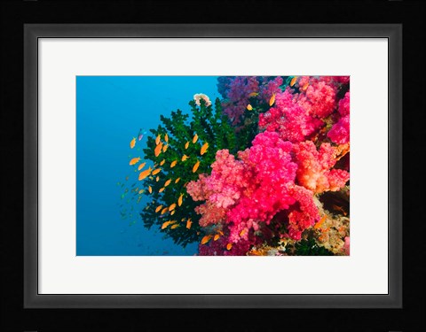 Framed Multicolor Soft Corals, Coral Reef, Bligh Water Area, Viti Levu, Fiji Islands Print