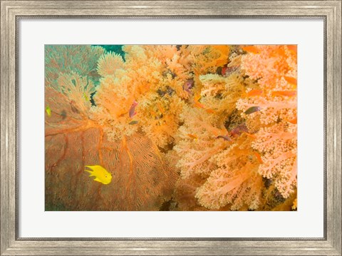 Framed Golden Dream Reef, Bligh Water Area, Viti Levu, Fiji Islands Print