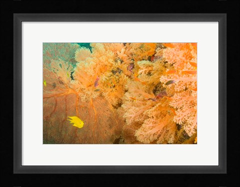 Framed Golden Dream Reef, Bligh Water Area, Viti Levu, Fiji Islands Print