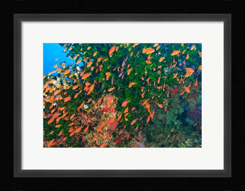 Framed Schooling Fairy Basslet fish, Viti Levu, Fiji Print