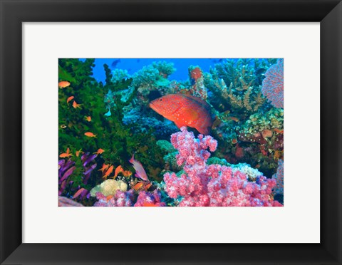 Framed Fairy Basslet fish and Coral, Viti Levu, Fiji Print