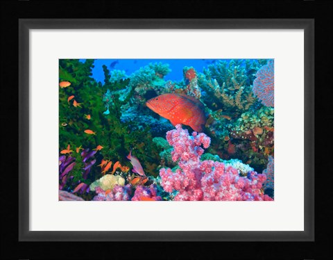 Framed Fairy Basslet fish and Coral, Viti Levu, Fiji Print