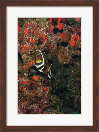 Framed Bannerfish, Viti Levu, Fiji Print