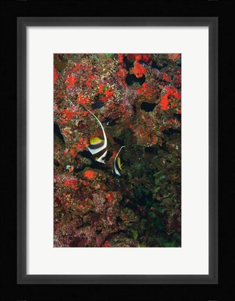Framed Bannerfish, Viti Levu, Fiji Print