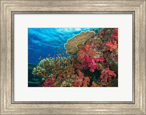 Framed Fairy Basslet fish, Fiji Print
