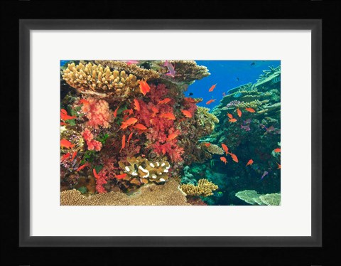 Framed Fairy Basslet fish in Viti Levu, Fiji Print
