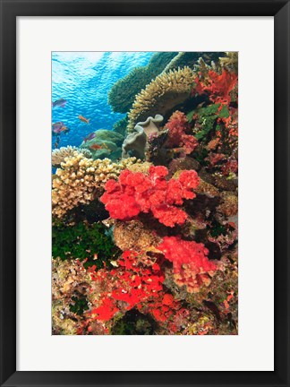 Framed Fairy Basslet fish and Red Coral, Viti Levu, Fiji Print