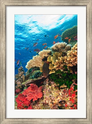 Framed Fairy Basslet fish Swimming, Viti Levu, Fiji Print