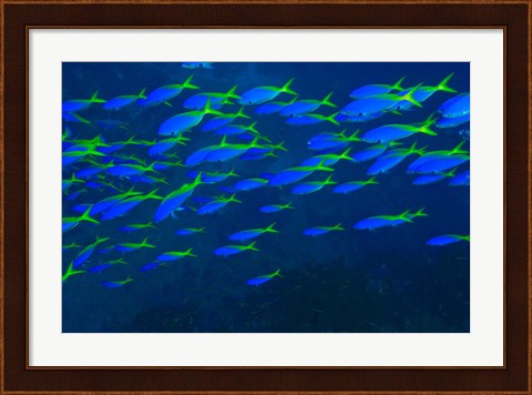 Framed Blue-Gold Fusilier fish, Viti Levu, Fiji Print