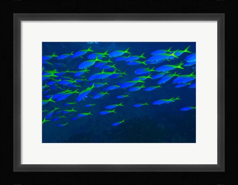 Framed Blue-Gold Fusilier fish, Viti Levu, Fiji Print