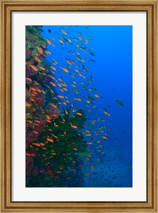 Framed Shoal of Fairy Basslet fish, Viti Levu, Fiji Print