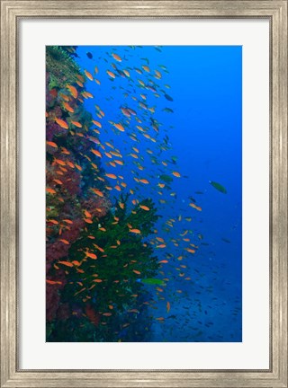 Framed Shoal of Fairy Basslet fish, Viti Levu, Fiji Print
