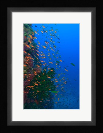Framed Shoal of Fairy Basslet fish, Viti Levu, Fiji Print
