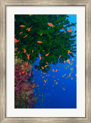 Framed Fairy Basslet fish and Green Coral, Viti Levu, Fiji Print