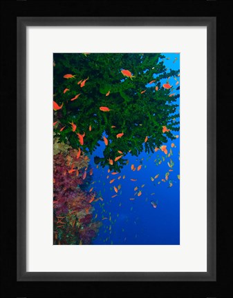 Framed Fairy Basslet fish and Green Coral, Viti Levu, Fiji Print