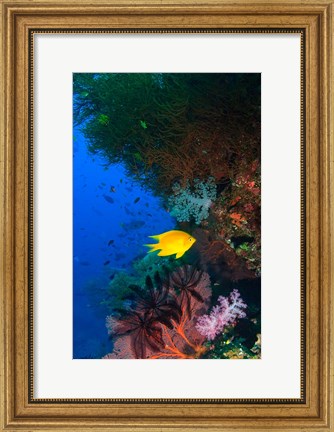 Framed Yellow Damsel, Gorgonian sea fan, Fish, Fiji Print