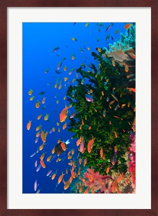 Framed Coral and Fairy Basslet fish, Viti Levu, Fiji Print