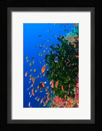 Framed Coral and Fairy Basslet fish, Viti Levu, Fiji Print