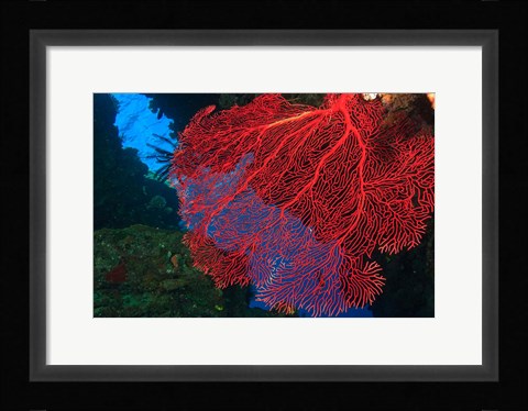 Framed Gorgonian Sea Fan, Viti Levu Fiji Print