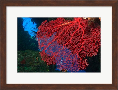 Framed Gorgonian Sea Fan, Viti Levu Fiji Print