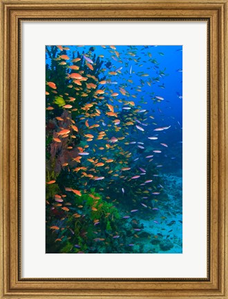 Framed Scuba Diver, Fairy Basslet fish Viti Levu Fiji Print