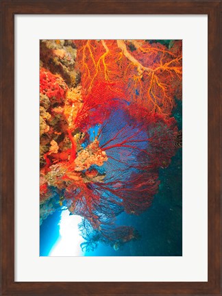 Framed Gorgonian Sea Fan, Marine life, Fiji Print