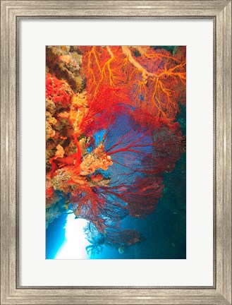 Framed Gorgonian Sea Fan, Marine life, Fiji Print