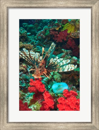 Framed Lionfish, Rainbow Reef, Taveuni Island, Fiji Print