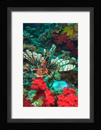 Framed Lionfish, Rainbow Reef, Taveuni Island, Fiji Print