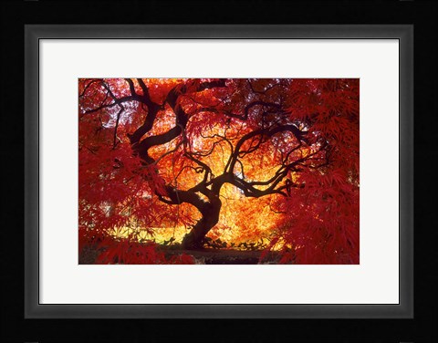 Framed Japanese Maple, Darien, Connecticut Print