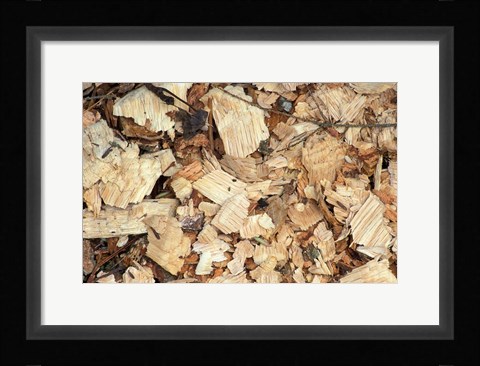 Framed Wood Chips on a TPL Property, Goshen, Connecticut Print