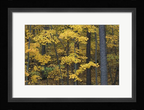 Framed Sugar Maples and Black Cherry in Litchfield Hills, Kent, Connecticut Print
