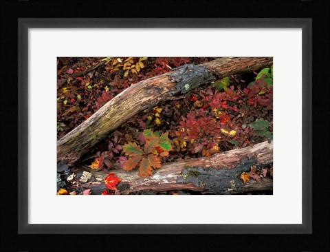 Framed Oak-Hickory Forest, Kent, Connecticut Print